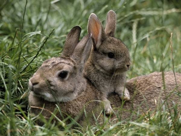 Спасаем жизнь кроликам - правила вакцинации c подробной инструкцией - фото