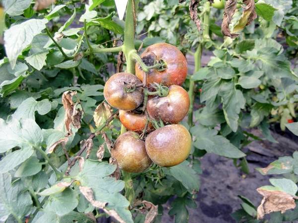 Как обезопасить урожай томатов от фитофторы с фото