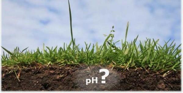 Определение кислотности почвы на участке с фото