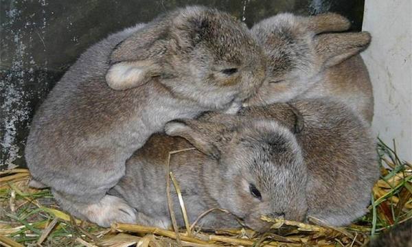 Как самостоятельно определить пол кролика при покупке: первичные и вторичны ... - фото