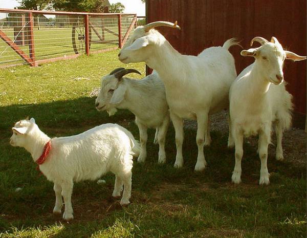 Как можно определить возраст козы по внешним признакам - фото