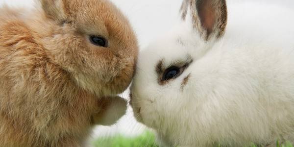 В чем различия между обычными и декоративными кроликами и как их отличить - фото