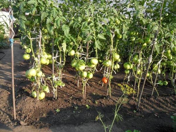 Как подвязывать помидоры в открытом грунте  простые способы для хорошего ур ... - фото