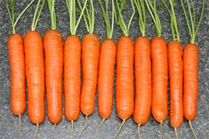 Как посадить морковь, чтобы она быстро взошла - фото