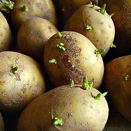 Как правильно делать проращивание картофеля - фото