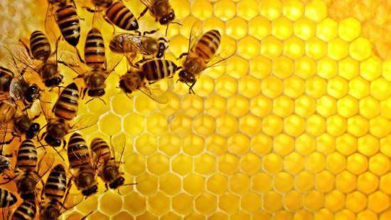 Как правильно и для чего готовить канди для пчел - фото