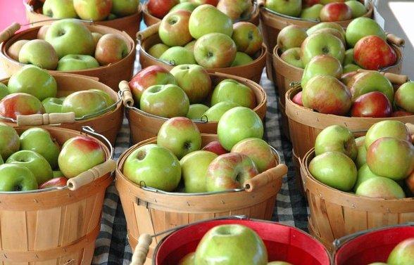 Как сохранить яблоки свежими до весны с фото
