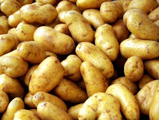 Как правильно посадить картошку и как ее порезать для посадки - фото
