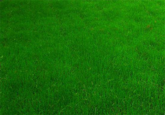 Как правильно посеять газонную траву и как за ней ухаживать? с фото