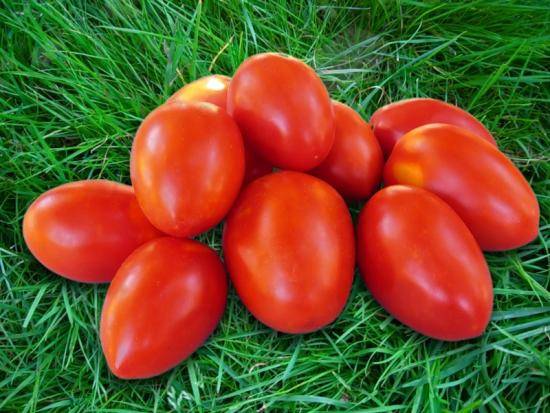 Как правильно выбрать высокоурожайные сорта томатов для теплиц? - фото