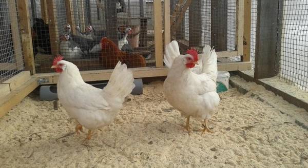 Как правильно выбрать курицу несушку: советы начинающим фермерам - фото