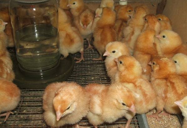 Как ухаживать за цыплятами  особенности содержания цыплят в первые дни жизн ... - фото