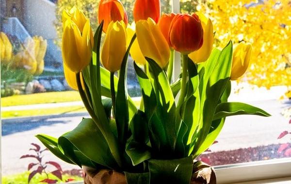Как ухаживать за тюльпанами на клумбе и после цветения  руководство для нов ... - фото