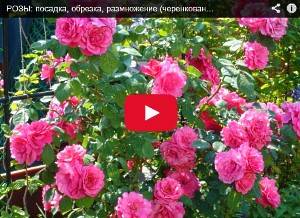 Розы: посадка, обрезка, размножение (видео) - фото