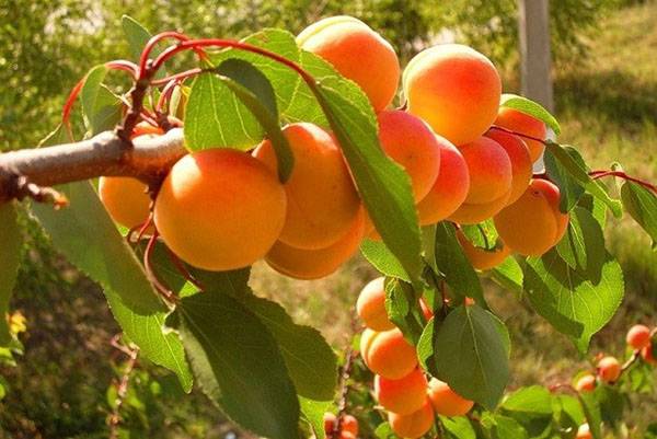 Как вырастить абрикос из косточки на даче самостоятельно - фото
