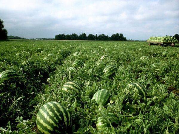 Как вырастить арбуз в Беларуси в открытом грунте с фото