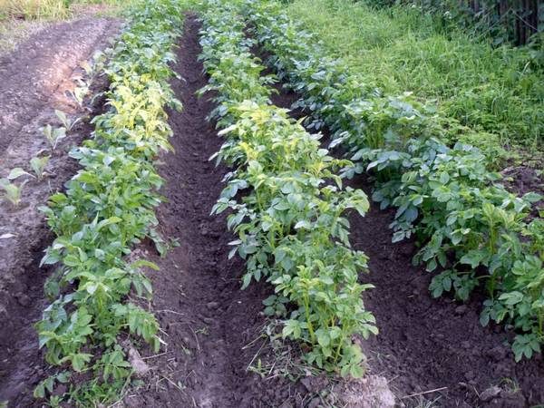 Как вырастить хороший урожай картофеля: проверенные способы с фото