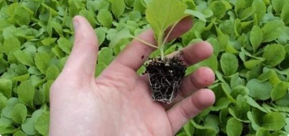 Как без проблем вырастить рассаду капусты в домашних условиях: просто о сло ... - фото
