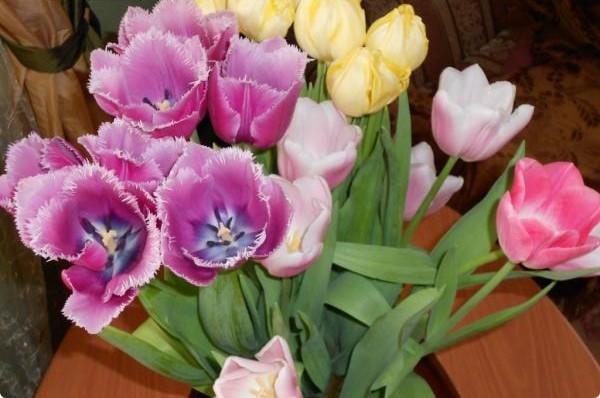 Как вырастить тюльпаны к праздникам и как правильно за ними ухаживать - фото