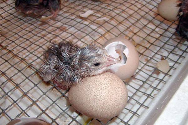Инкубатор яиц - отличный способ для разведения цесарок - фото