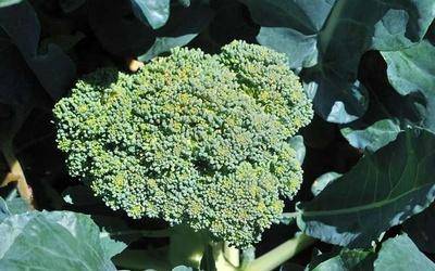 Каковы полезные свойства капусты брокколи? - фото