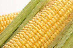 Лучшие разновидности кукурузы - фото