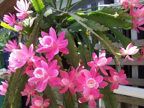 Кактус-орхидея эпифиллум: какой он? - фото