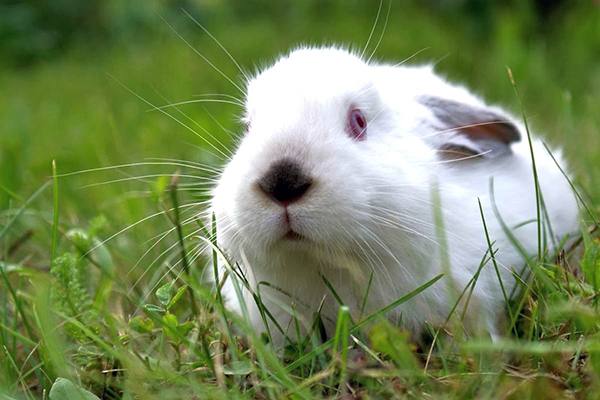 Учимся правильно кормить кроликов травой с фото