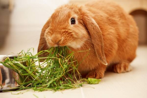 Какая трава опасна для кроликов? - фото