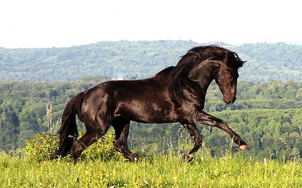 Вся информация о карачаевской породе лошадей - фото