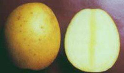 Картофель Молли Как выбор сорта влияет на урожайность - фото