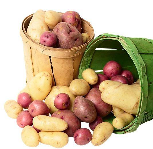 Картофель Ярла и его выращивание - фото