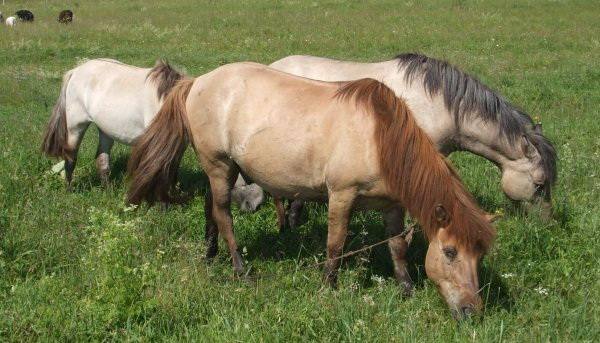 Каурая масть: золотистые лошадки с дикими генами - фото