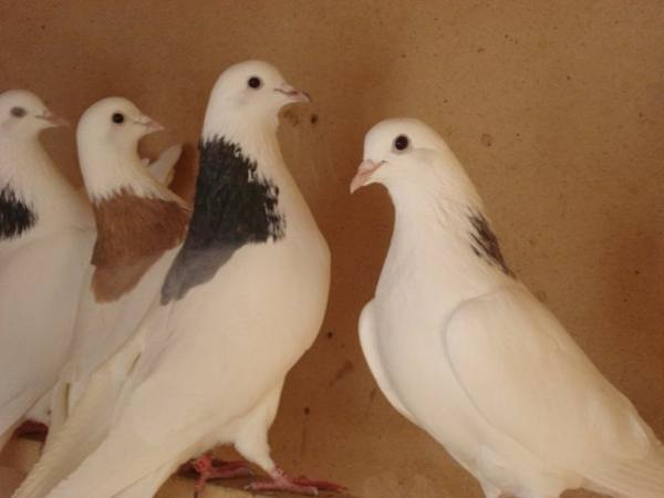 Русские красавцы - голуби породы Гривуны - фото