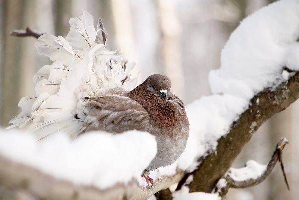 Павлины, Чайки, Снегири и Сороки - удивительные породы голубей с фото