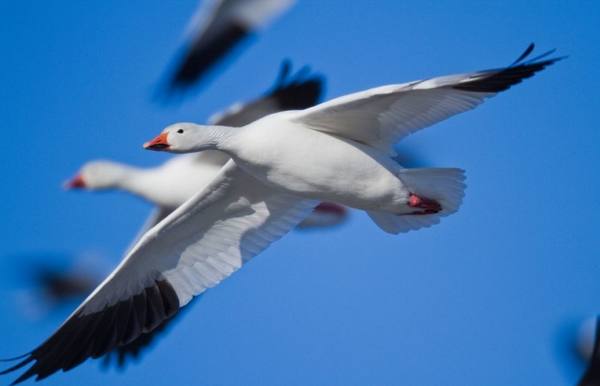 Красавцы с Севера - дикие Белые гуси с фото