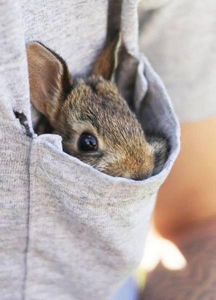 Учимся правильно отсаживать крольчат от матери - фото