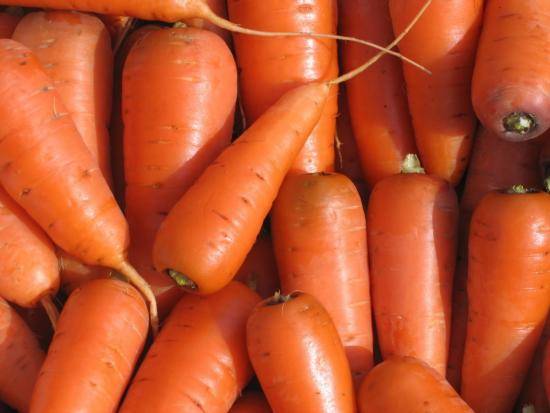 Когда сажают морковь: подготовка к посадке и уход за корнеплодом - фото