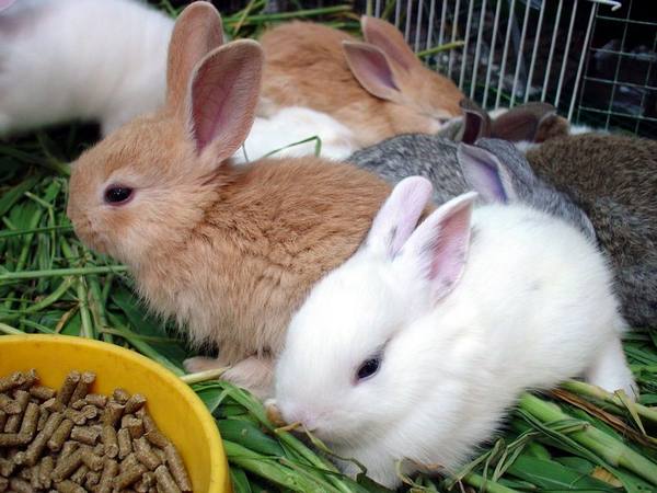 Улучшай свое хозяйство - используй комбикорм для кроликов - фото