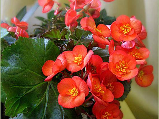 Комнатный цветок бегония, размножение в домашних условиях с фото
