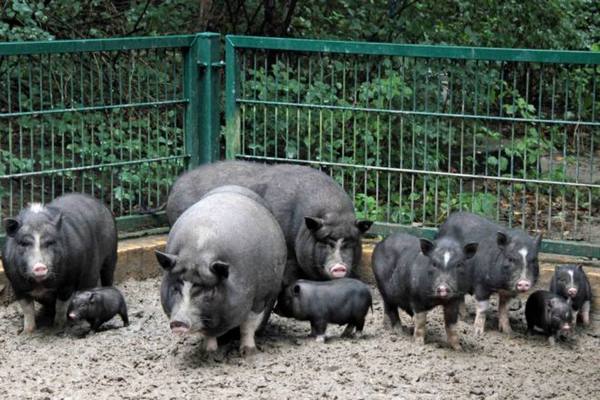 Обзор и правила разведения корейских свиней с фото