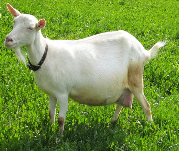 Как и чем кормить козу перед окотом: составляем рацион - фото