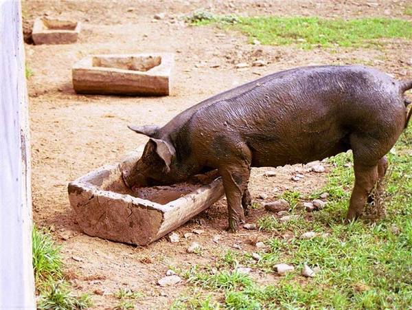 Как сделать кормушку (корыто) для свиней своими руками - фото