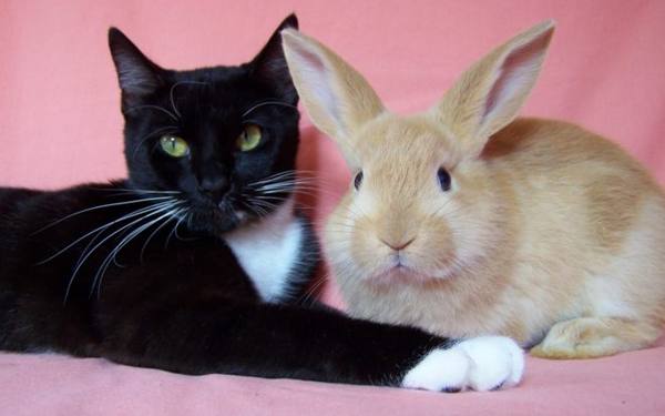 Совместное содержание кота и кролика - фото