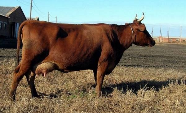 Красногорбатовская порода коров: характеристика продуктивности и особенност ... - фото