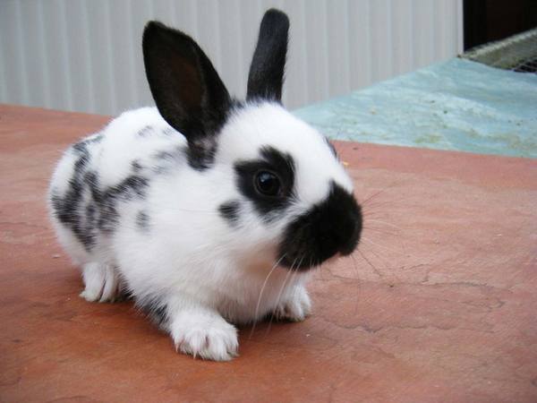 Интересная порода кроликов - Бабочка - фото