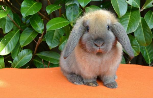 Вислоухий декоративный кролик баран - фото