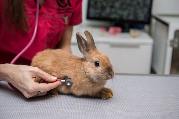 Отказ пушистых подопечных от еды и питья: что должны знать кролиководы? - фото