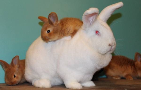 Характеристики и содержание белых и красных Новозеландских кроликов - фото