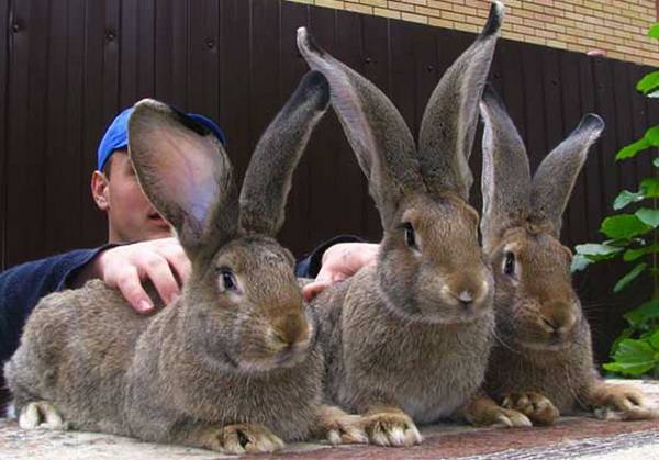 Большие кролики: кто они, ушастые «великаны»? - фото